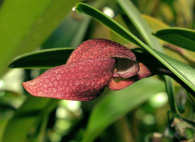 Bulbophyllum arfakianum