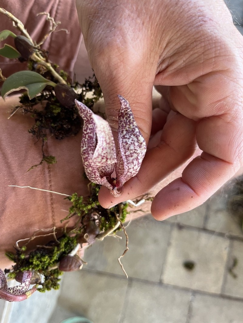 Bulbophyllum arfakianum photo 2