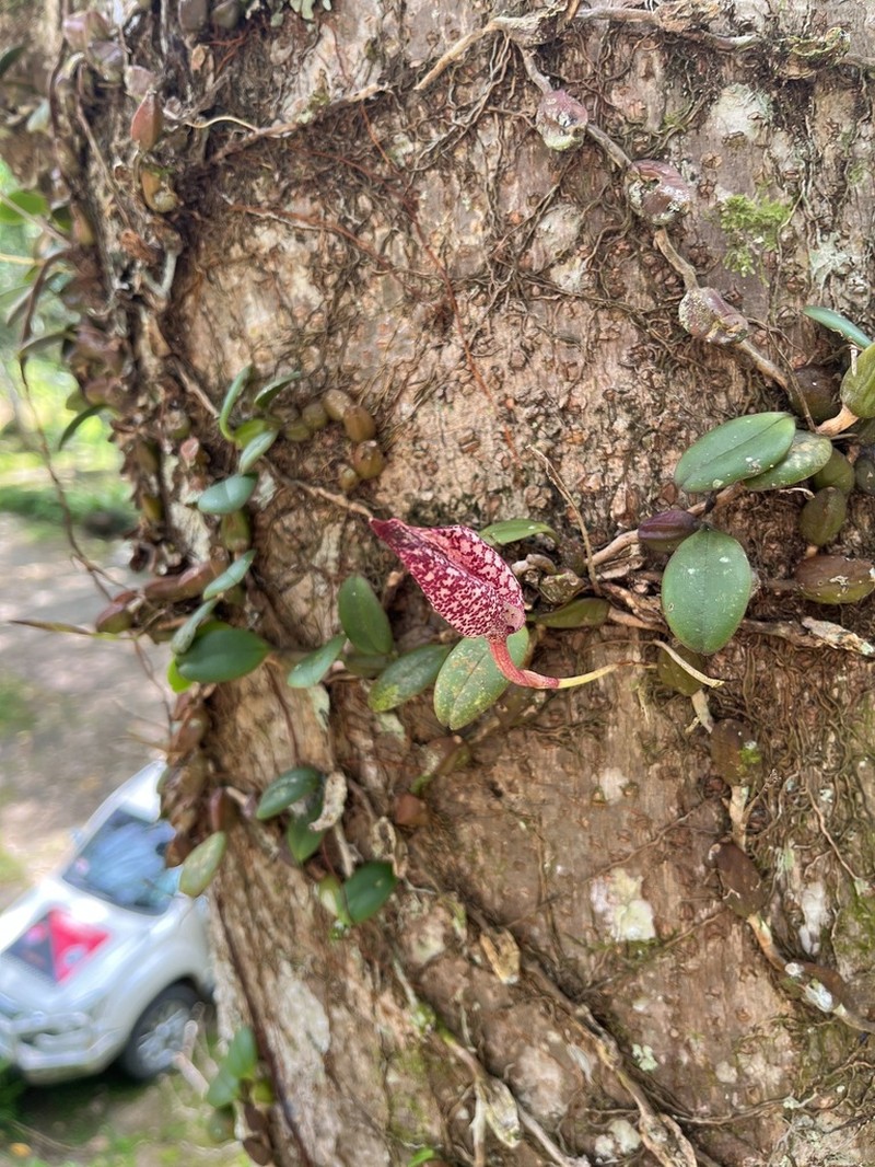 Bulbophyllum arfakianum photo 3
