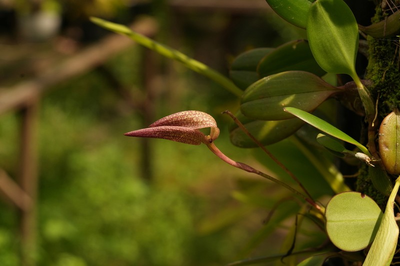 Bulbophyllum arfakianum photo 4