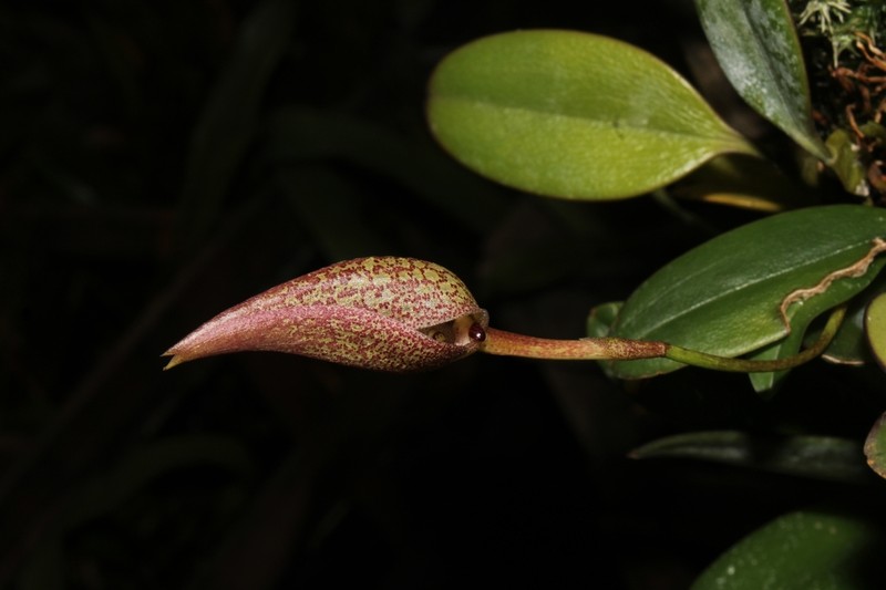 Bulbophyllum arfakianum photo 5