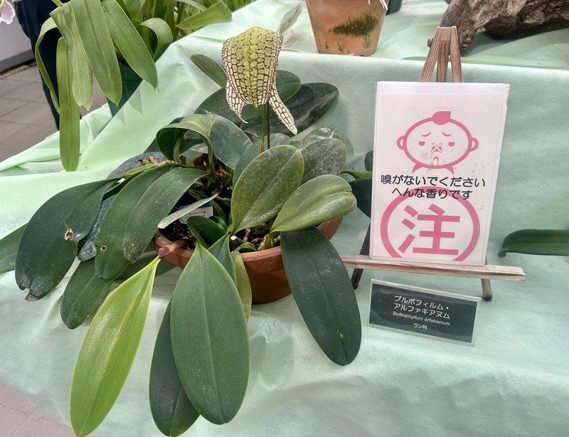 Bulbophyllum arfakianum photo 7