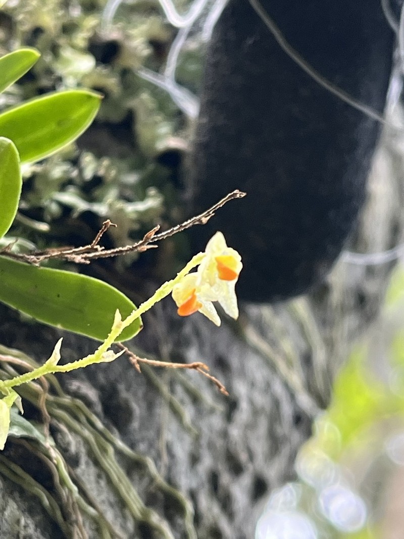 Bulbophyllum argyropus