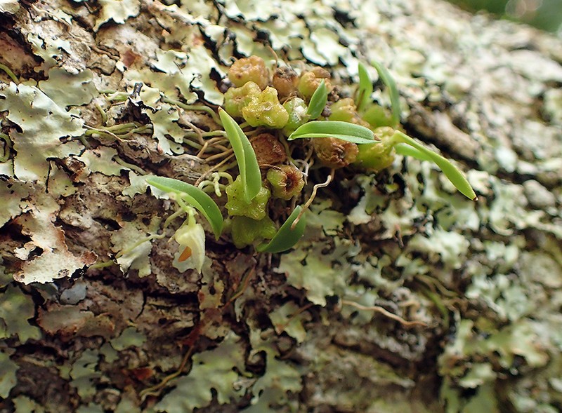 Bulbophyllum argyropus photo 2