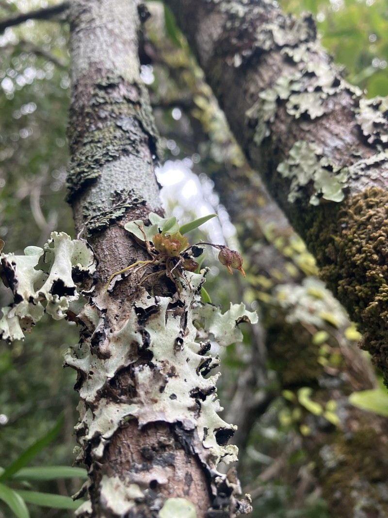 Bulbophyllum argyropus photo 3