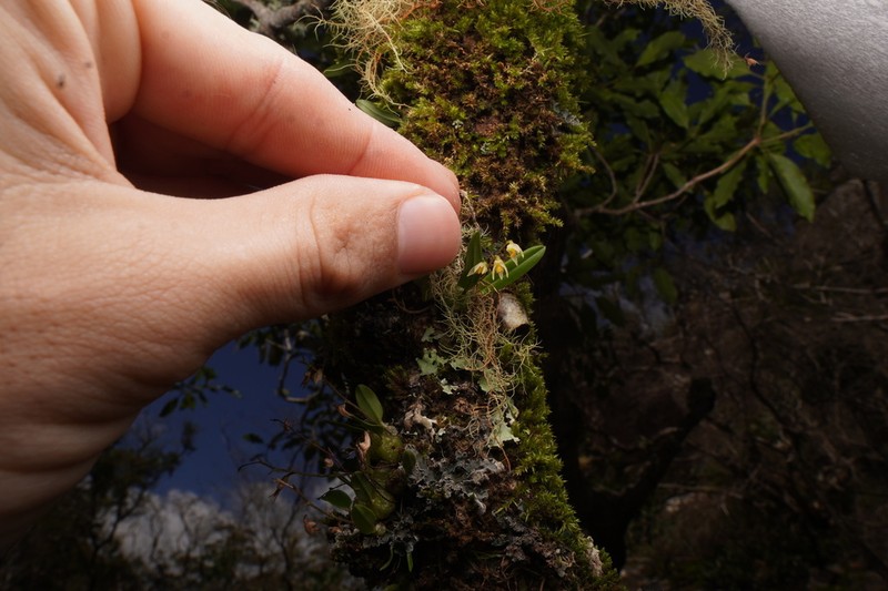 Bulbophyllum argyropus photo 4