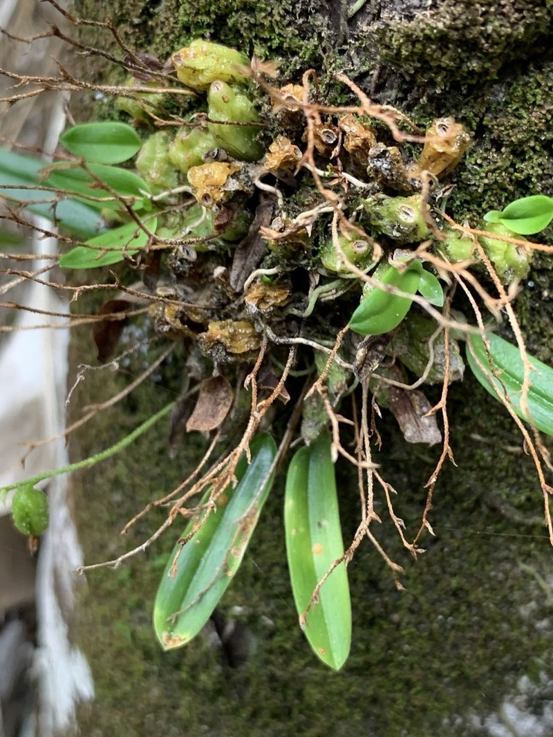 Bulbophyllum argyropus photo 5