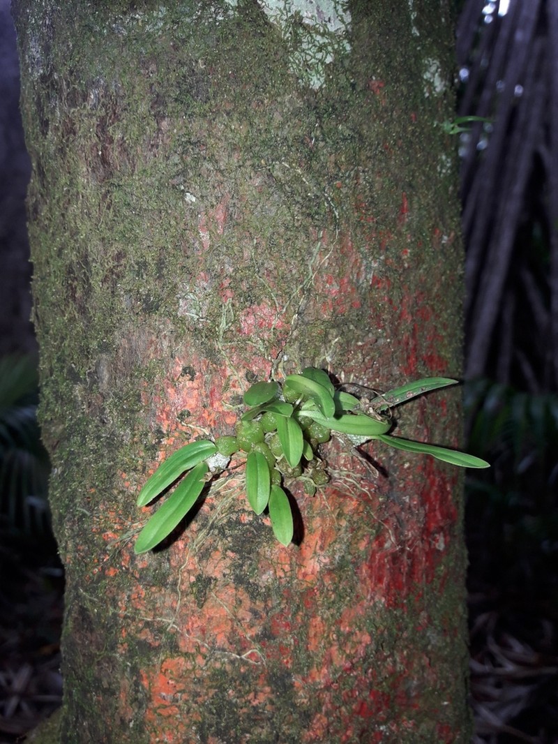 Bulbophyllum argyropus photo 6