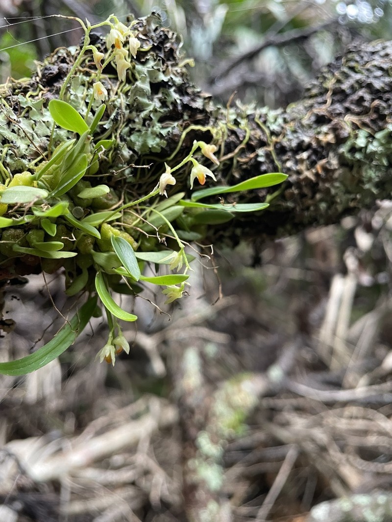Bulbophyllum argyropus photo 7