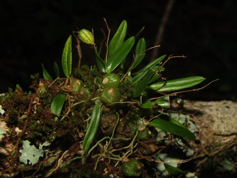Bulbophyllum argyropus photo 8