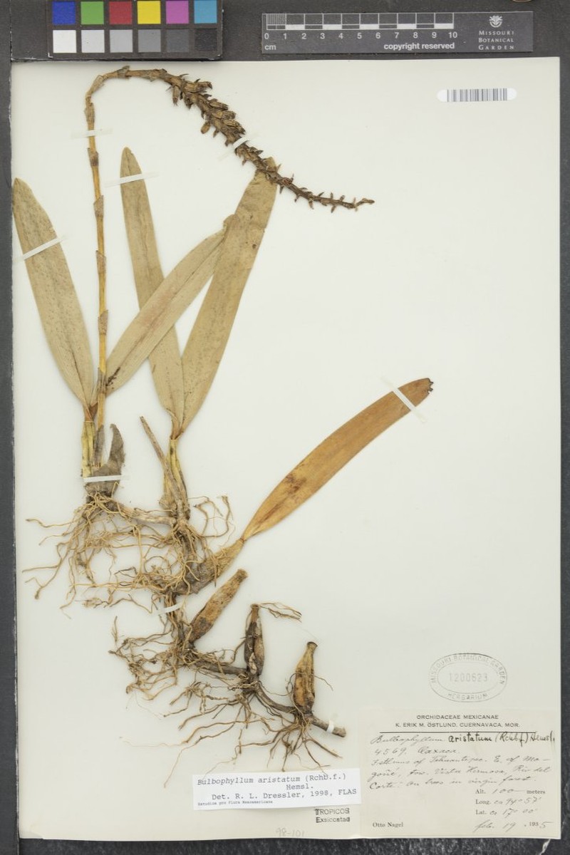 Bulbophyllum aristatum