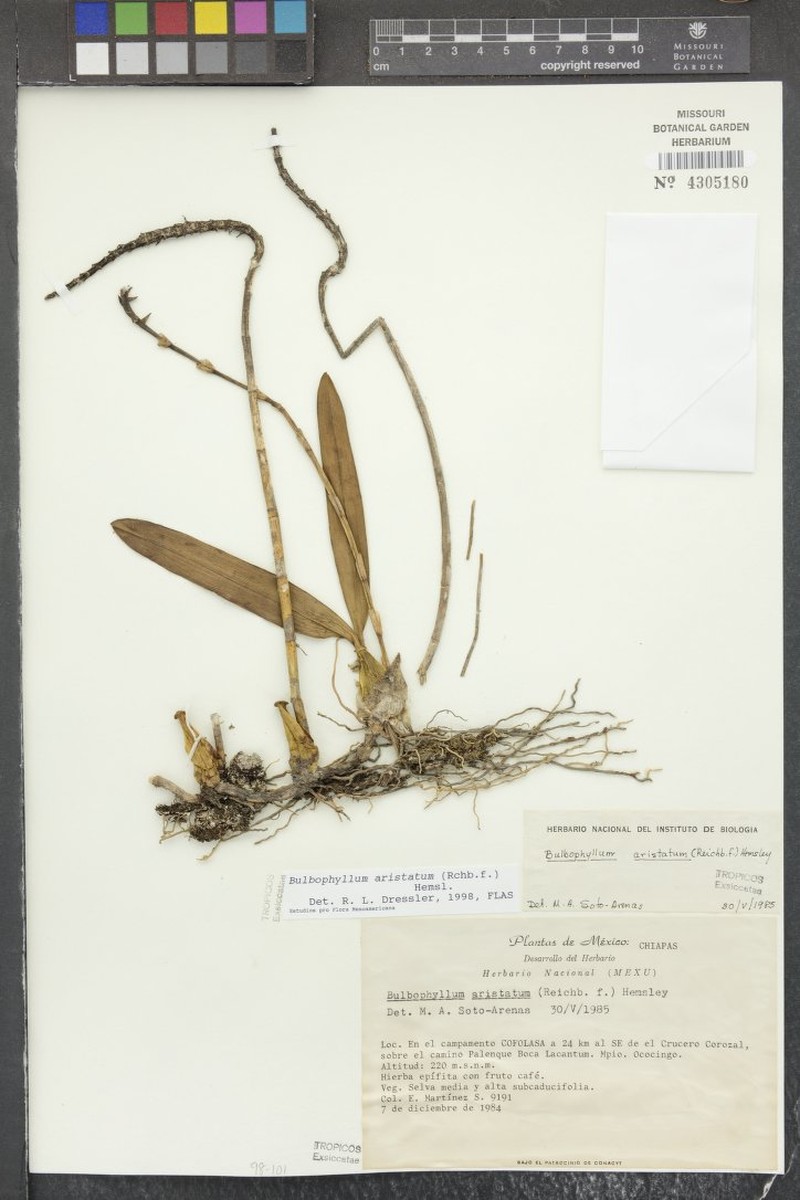 Bulbophyllum aristatum photo 2