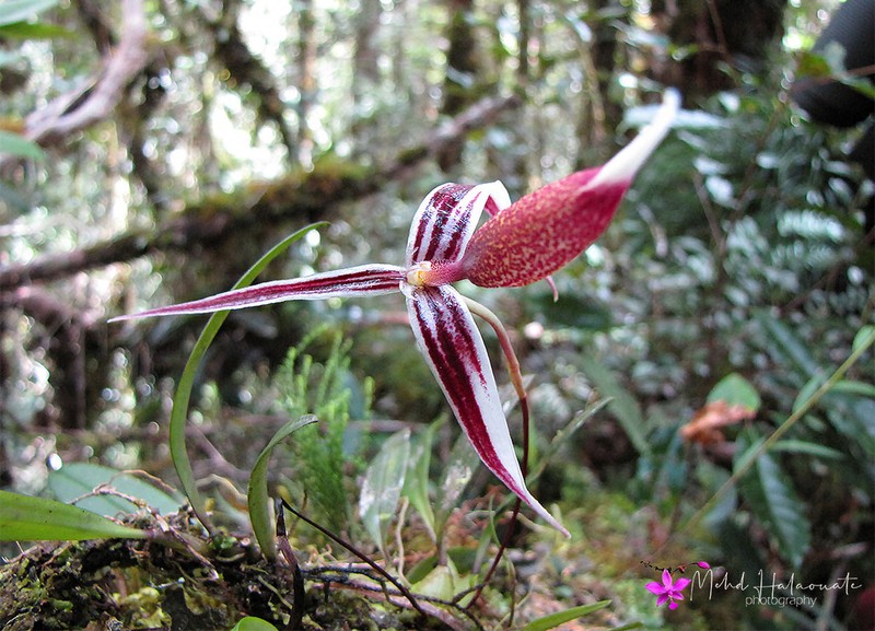 Bulbophyllum aristilabre