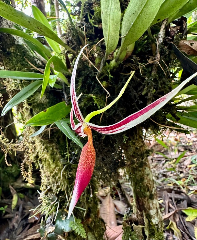 Bulbophyllum aristilabre photo 3