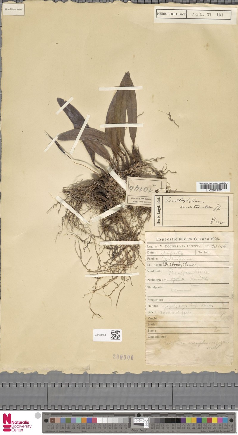 Bulbophyllum aristilabre photo 4