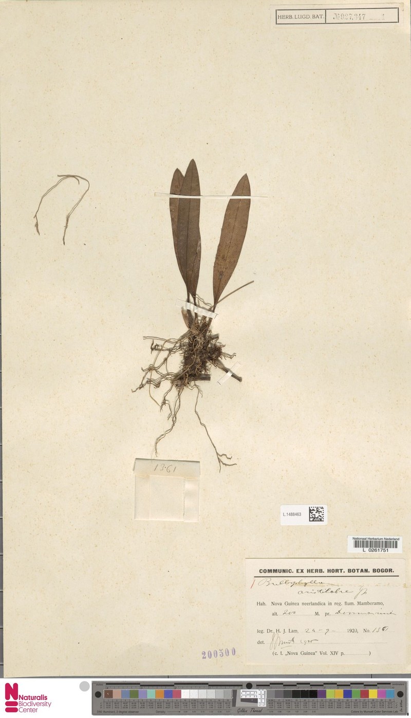 Bulbophyllum aristilabre photo 5