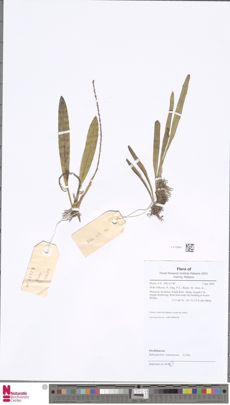 Bulbophyllum armeniacum