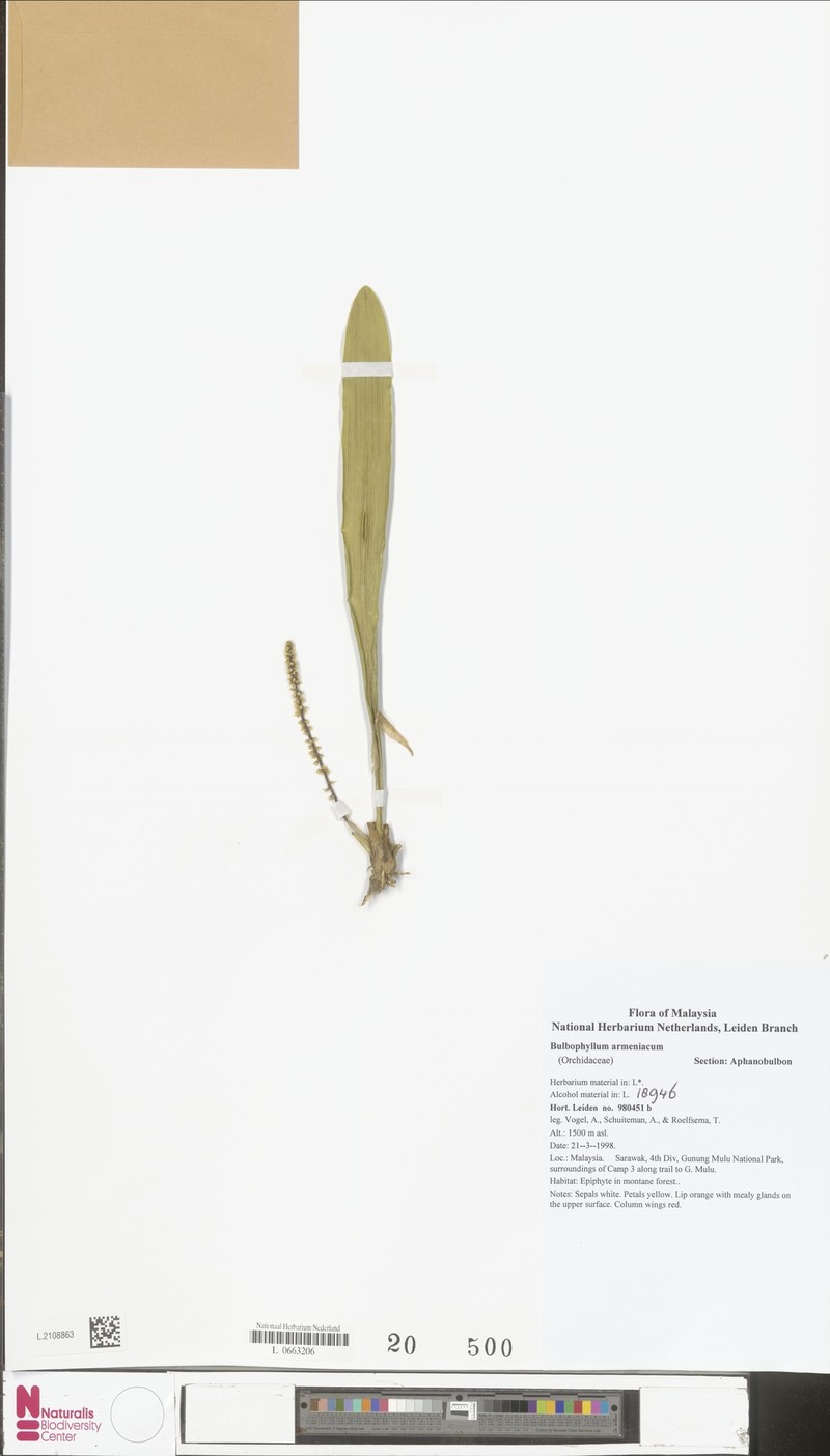 Bulbophyllum armeniacum photo 2