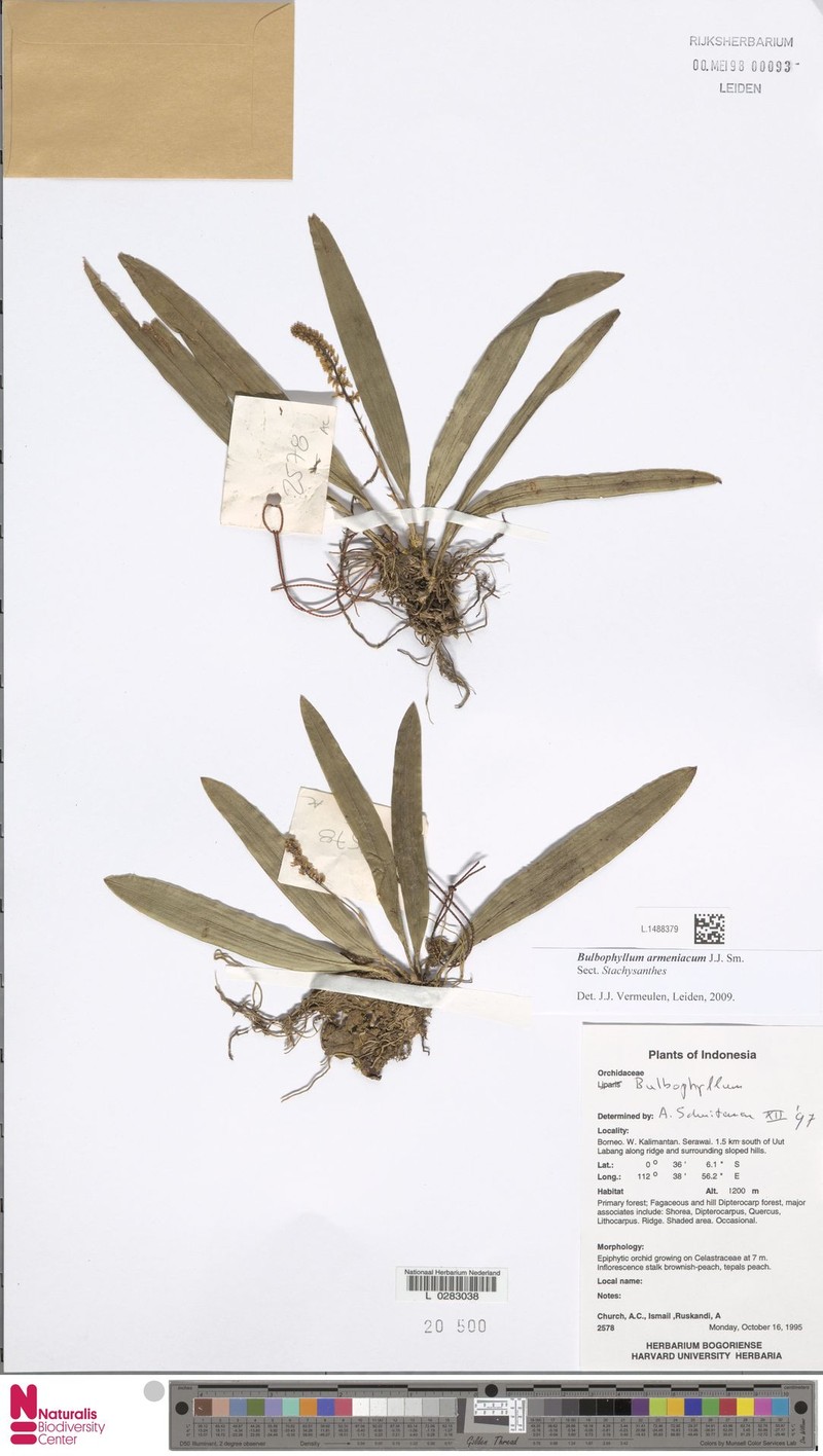 Bulbophyllum armeniacum photo 3