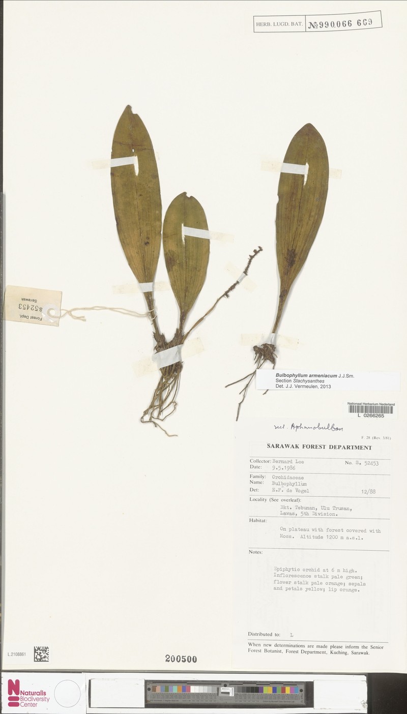 Bulbophyllum armeniacum photo 4