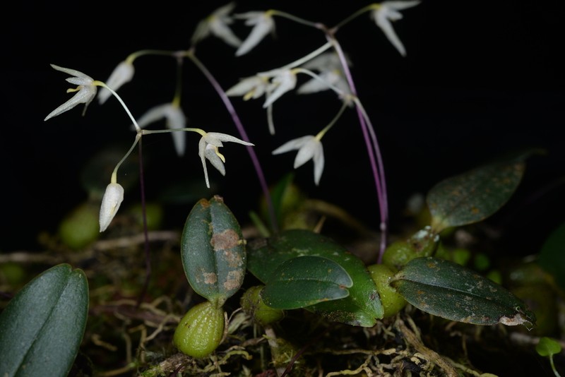 Bulbophyllum astelidum