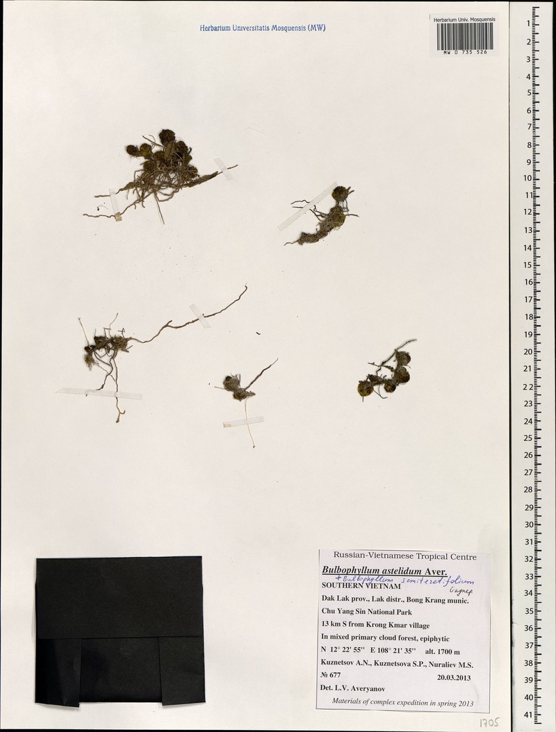 Bulbophyllum astelidum photo 2