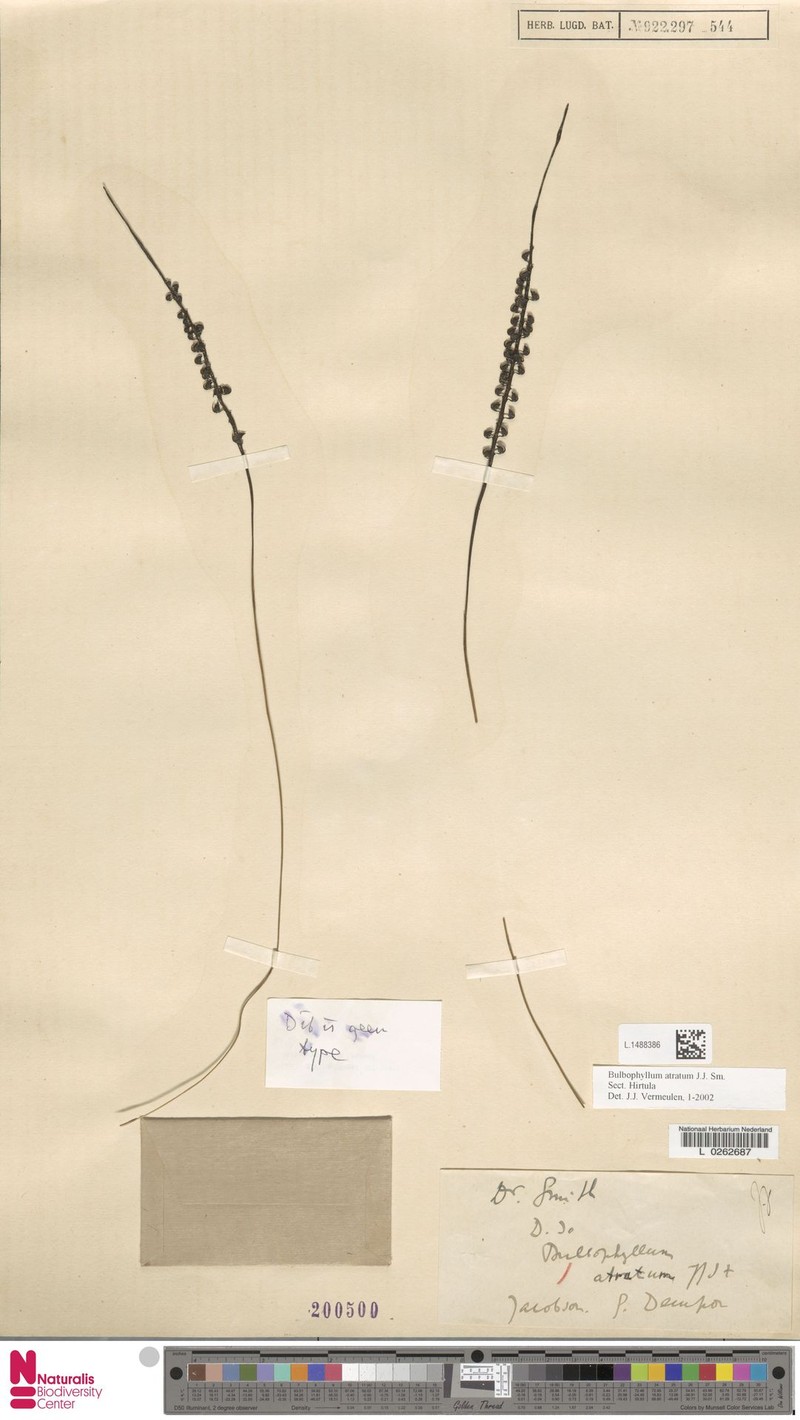 Bulbophyllum atratum