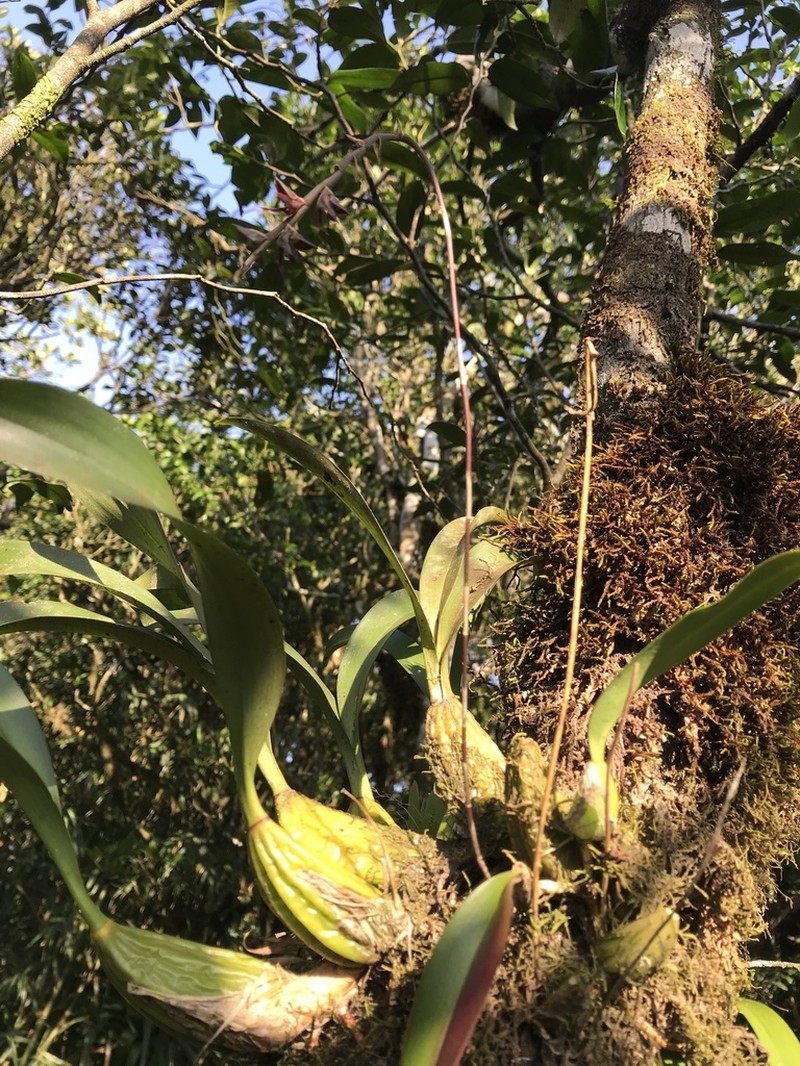 Bulbophyllum atropurpureum photo 2