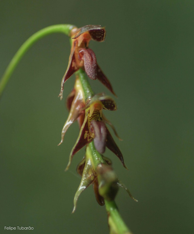 Bulbophyllum atropurpureum photo 3