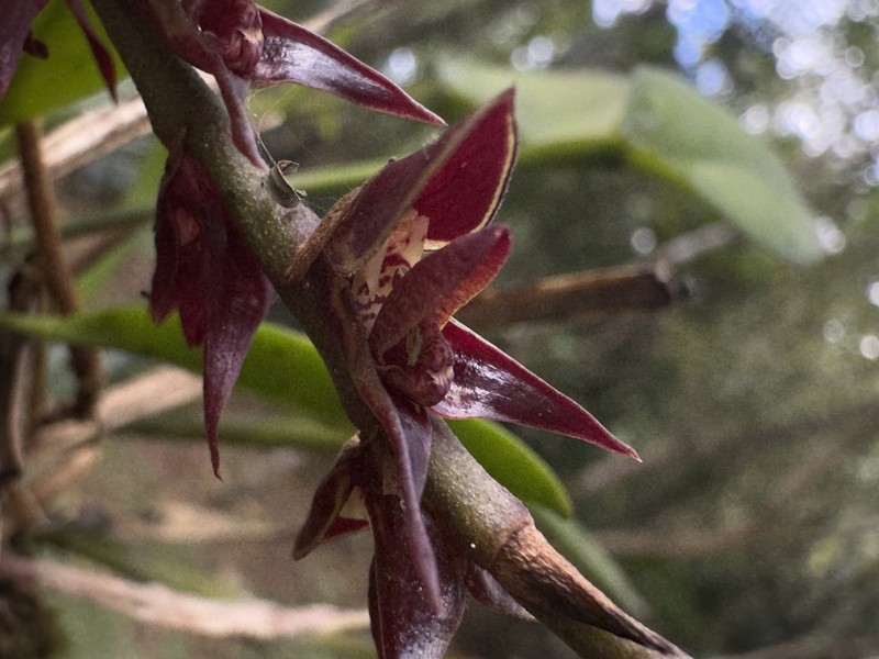 Bulbophyllum atropurpureum photo 4
