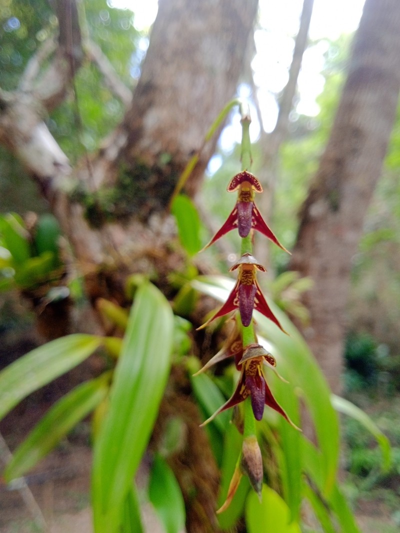 Bulbophyllum atropurpureum photo 5