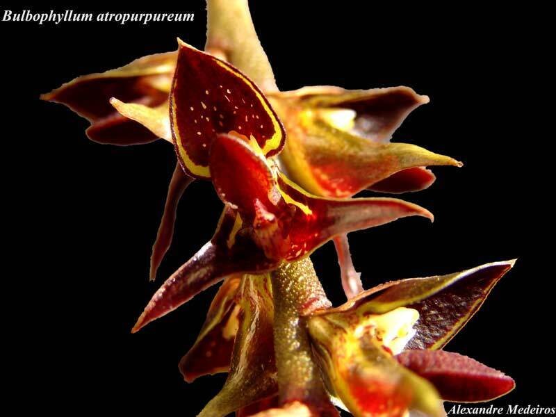 Bulbophyllum atropurpureum photo 6