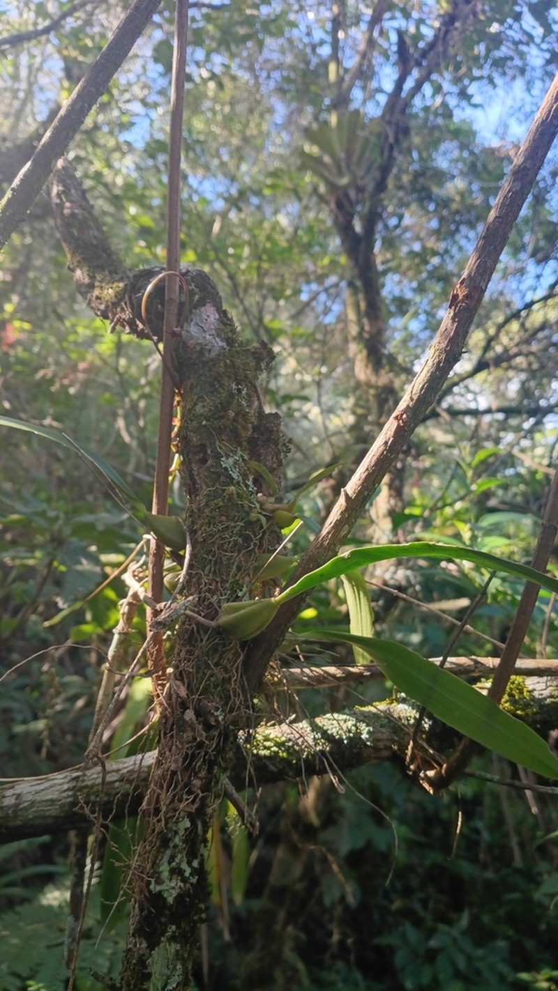 Bulbophyllum atropurpureum photo 7