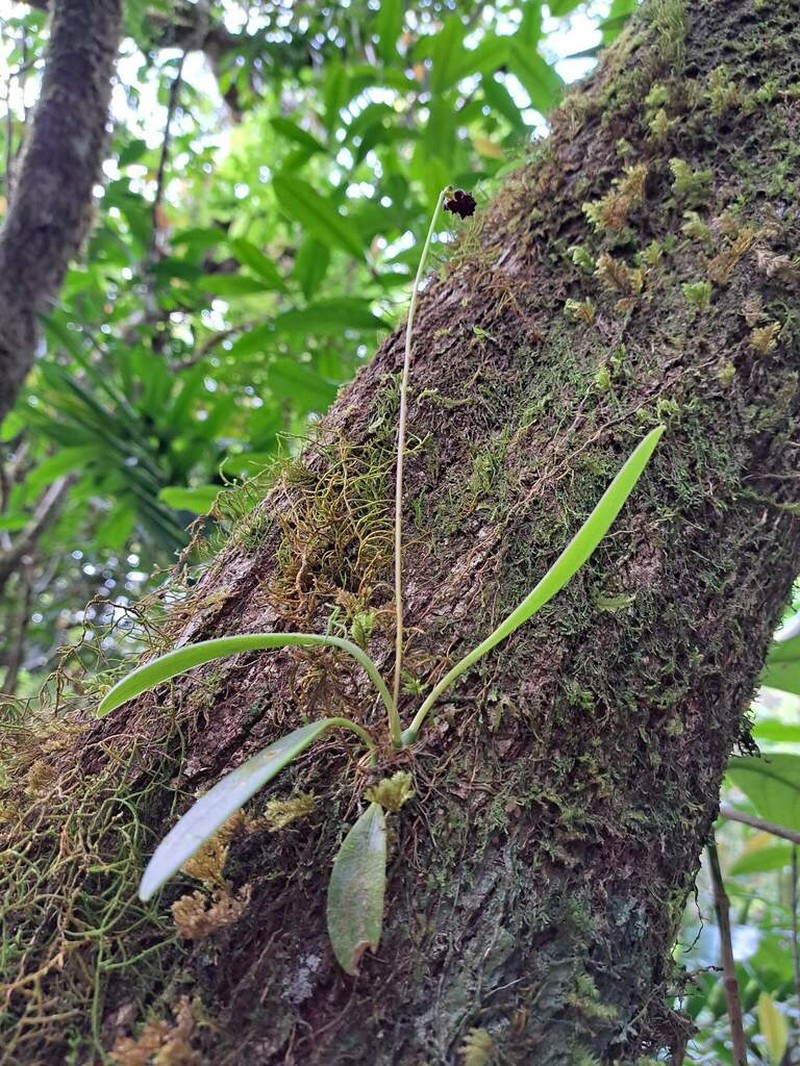 Bulbophyllum atrorubens