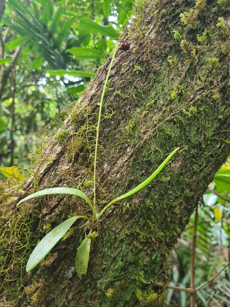 Bulbophyllum atrorubens photo 4