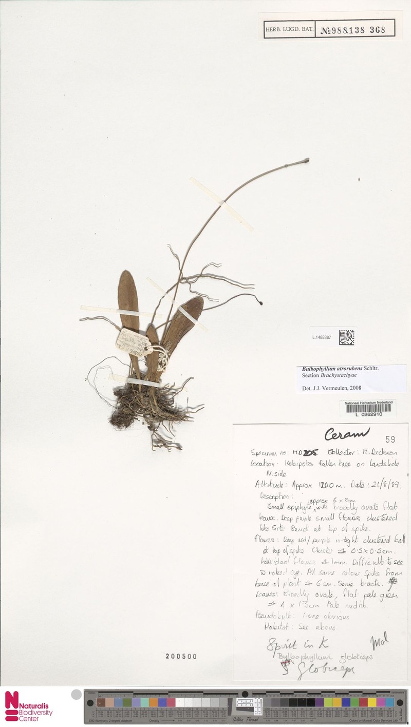 Bulbophyllum atrorubens photo 5