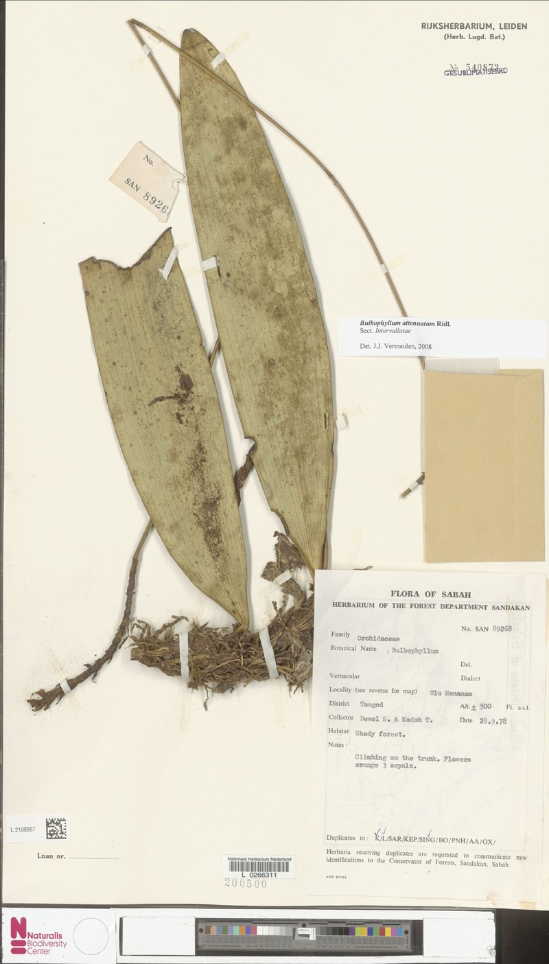 Bulbophyllum attenuatum