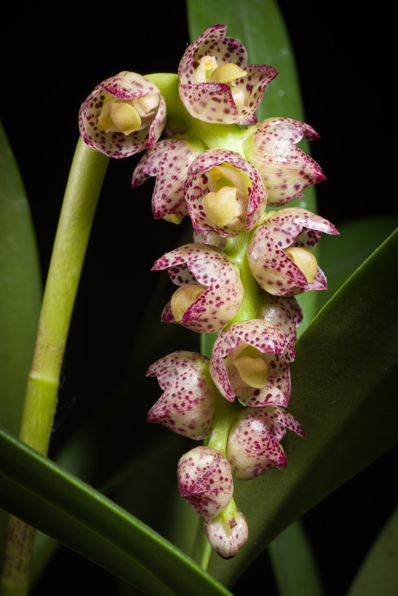 Bulbophyllum aubrevillei