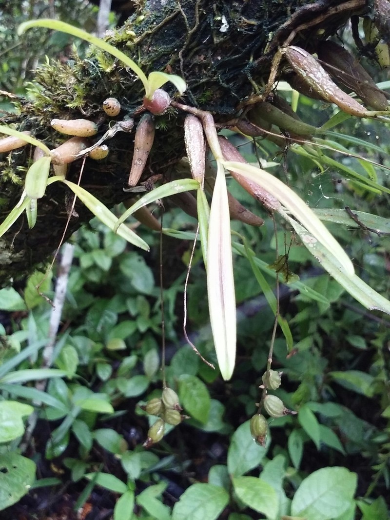 Bulbophyllum aubrevillei photo 2