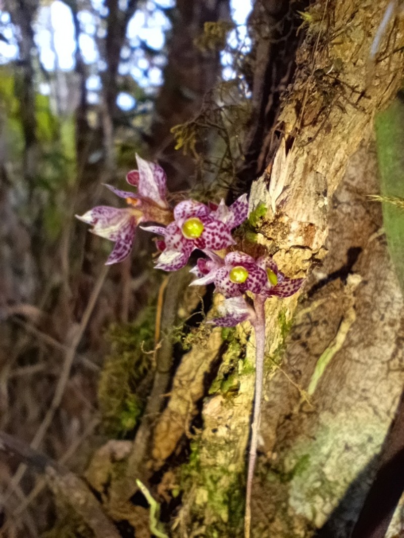 Bulbophyllum aubrevillei photo 3
