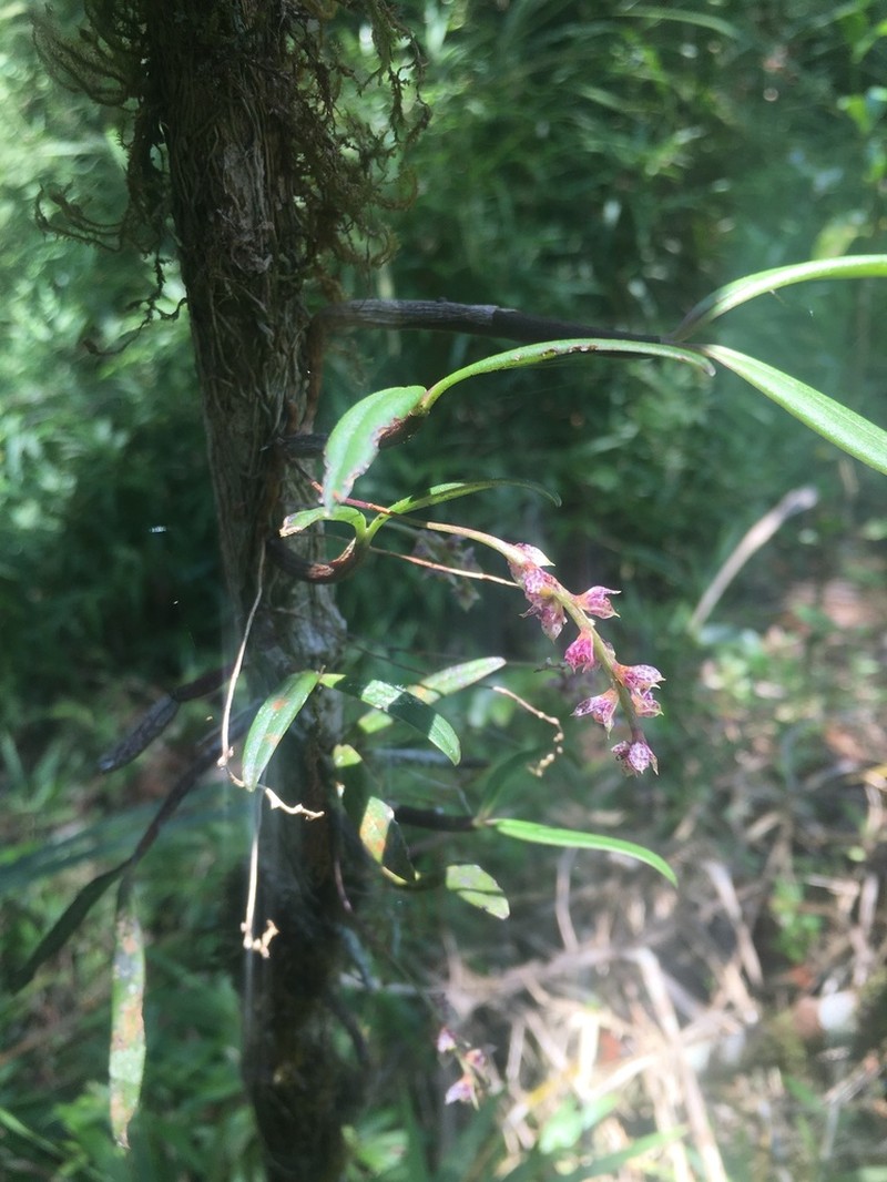 Bulbophyllum aubrevillei photo 4