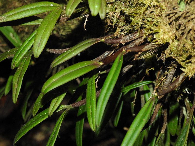 Bulbophyllum aubrevillei photo 5