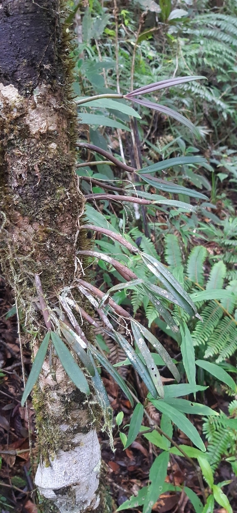 Bulbophyllum aubrevillei photo 6