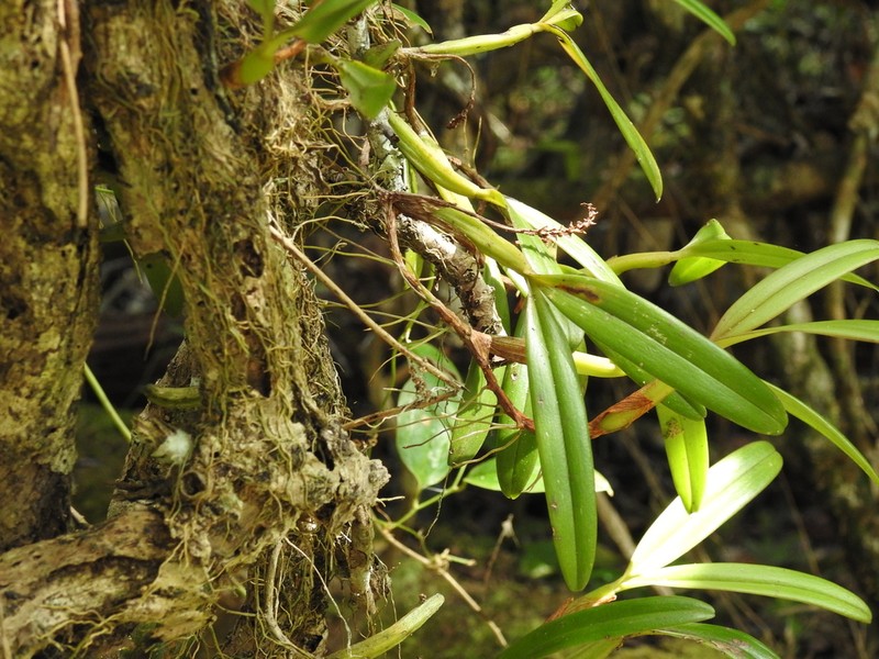Bulbophyllum aubrevillei photo 7