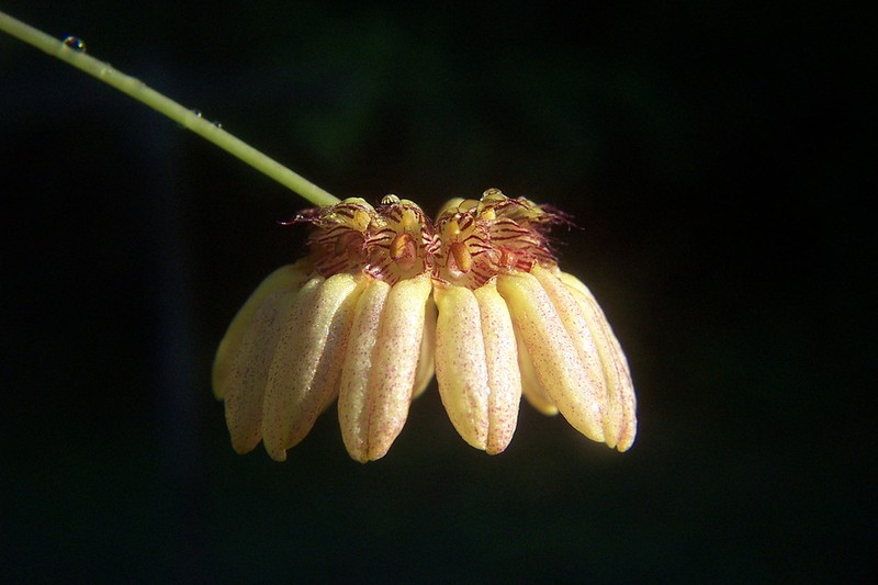 Bulbophyllum auratum