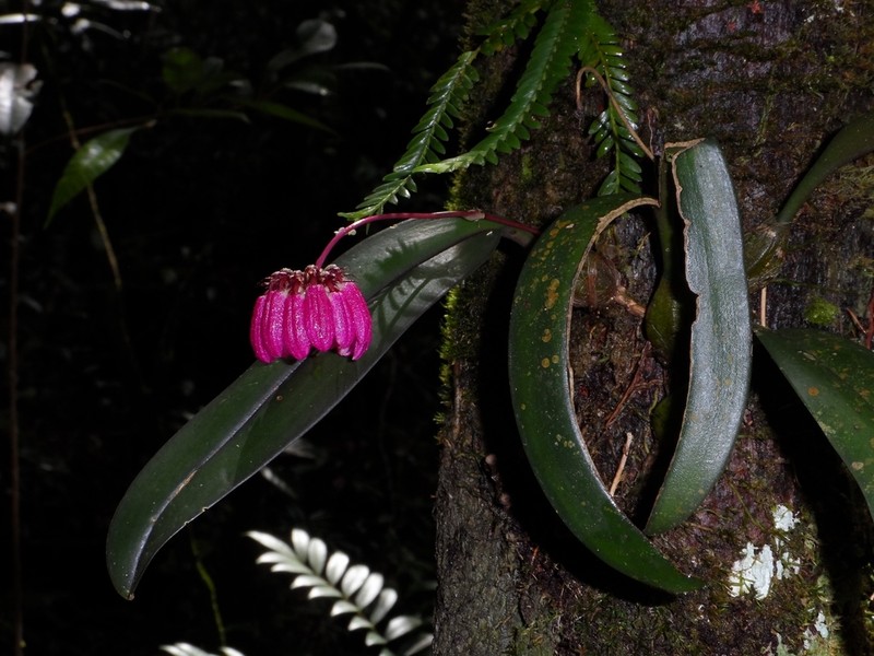 Bulbophyllum auratum photo 2