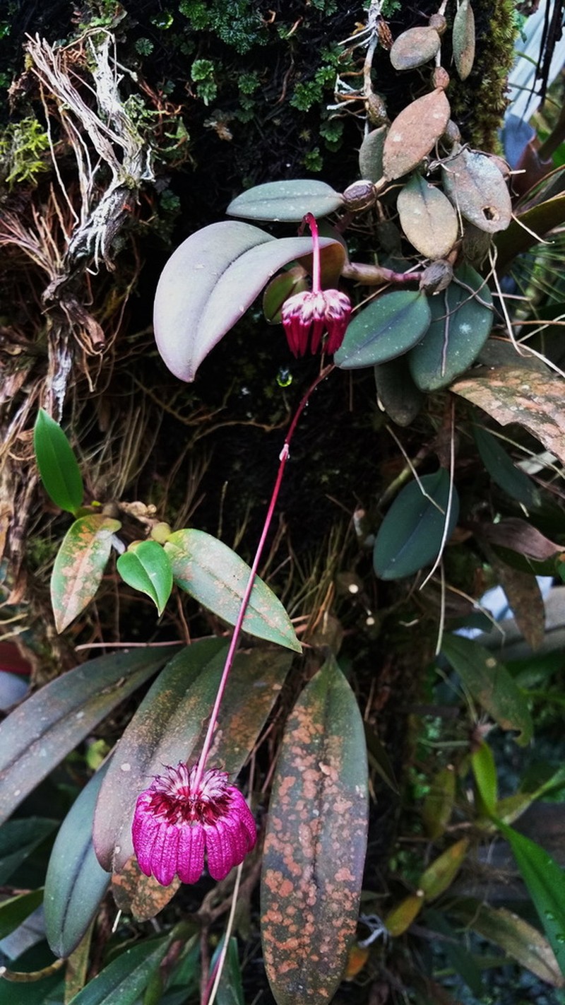 Bulbophyllum auratum photo 3