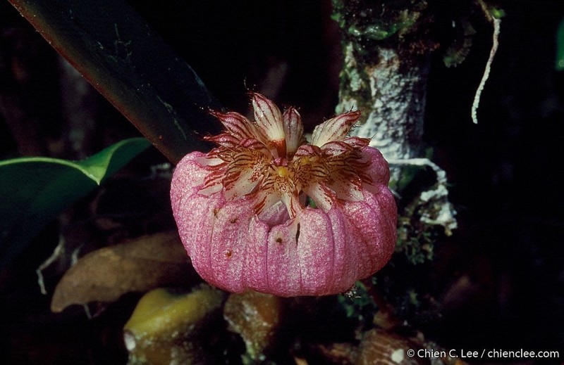 Bulbophyllum auratum photo 4