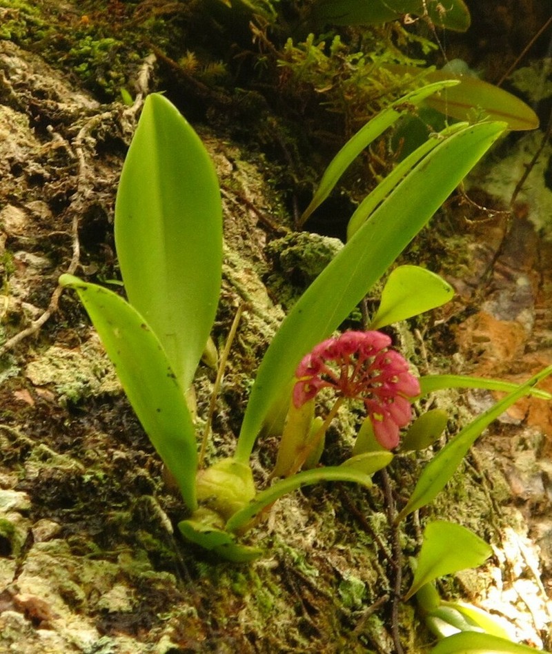 Bulbophyllum auratum photo 5