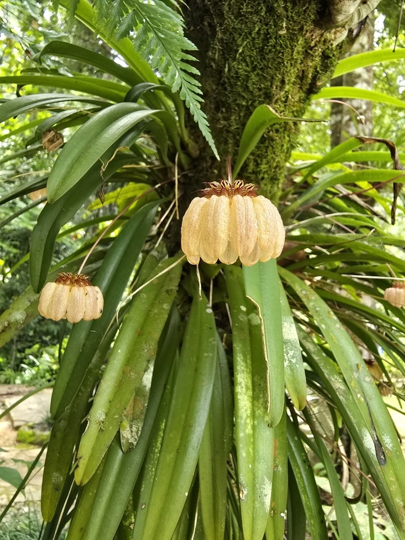 Bulbophyllum auratum photo 6